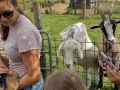 2 neugierige Ziegen und Streicheln einer jungen Ziege