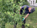 Der Baum ist zwar klein, aber zu dicht