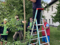 Jetzt bekommt der Baum noch einen Pfahl, damit er gerade wächst