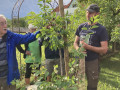 Stefan erklärt, wie man den Baum richtig anbindet